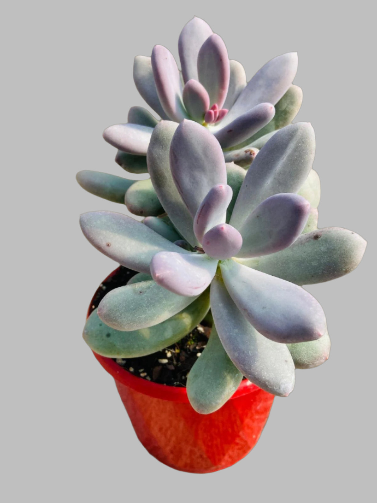 moonstone succulent types Buy Pachyphytum oviferum 'Moonstones'