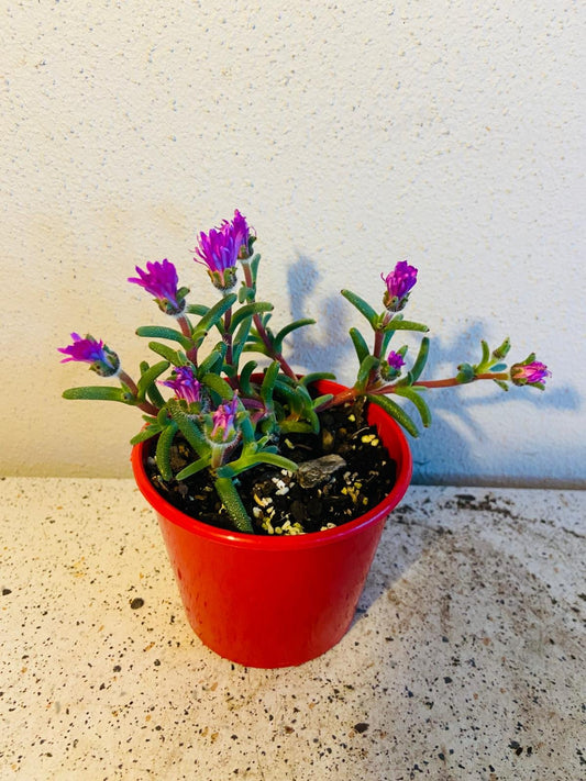 Tricodiadema Barbatum  80mm