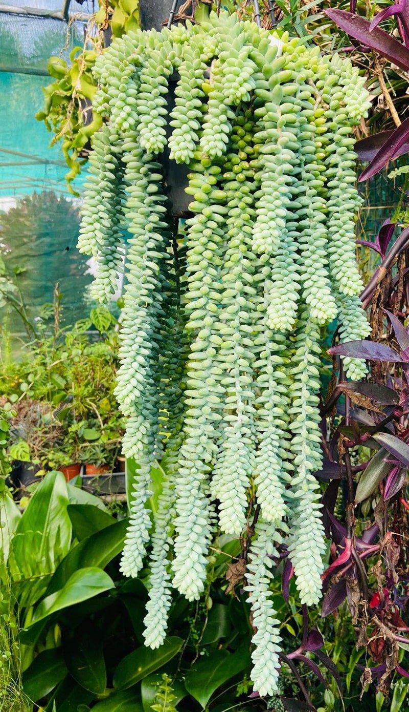 do donkey tail succulents flower Sedum Burrito