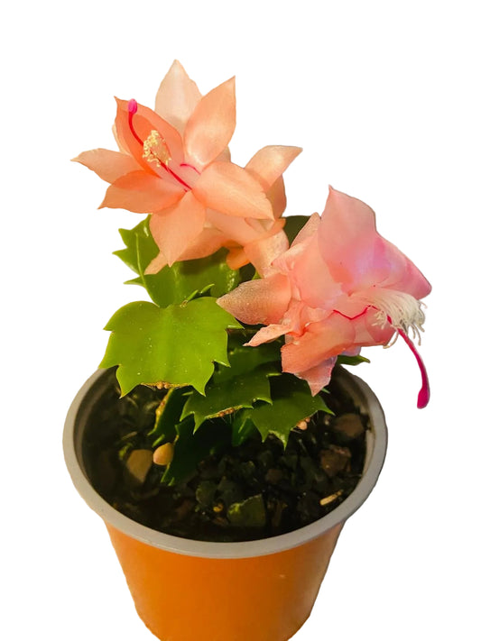Cacti Zygocactus Freya