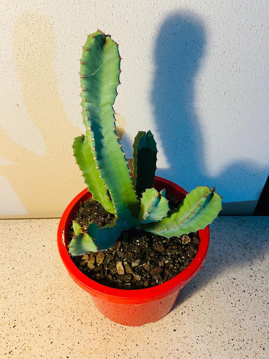 Euphorbia Resinifera-190mm