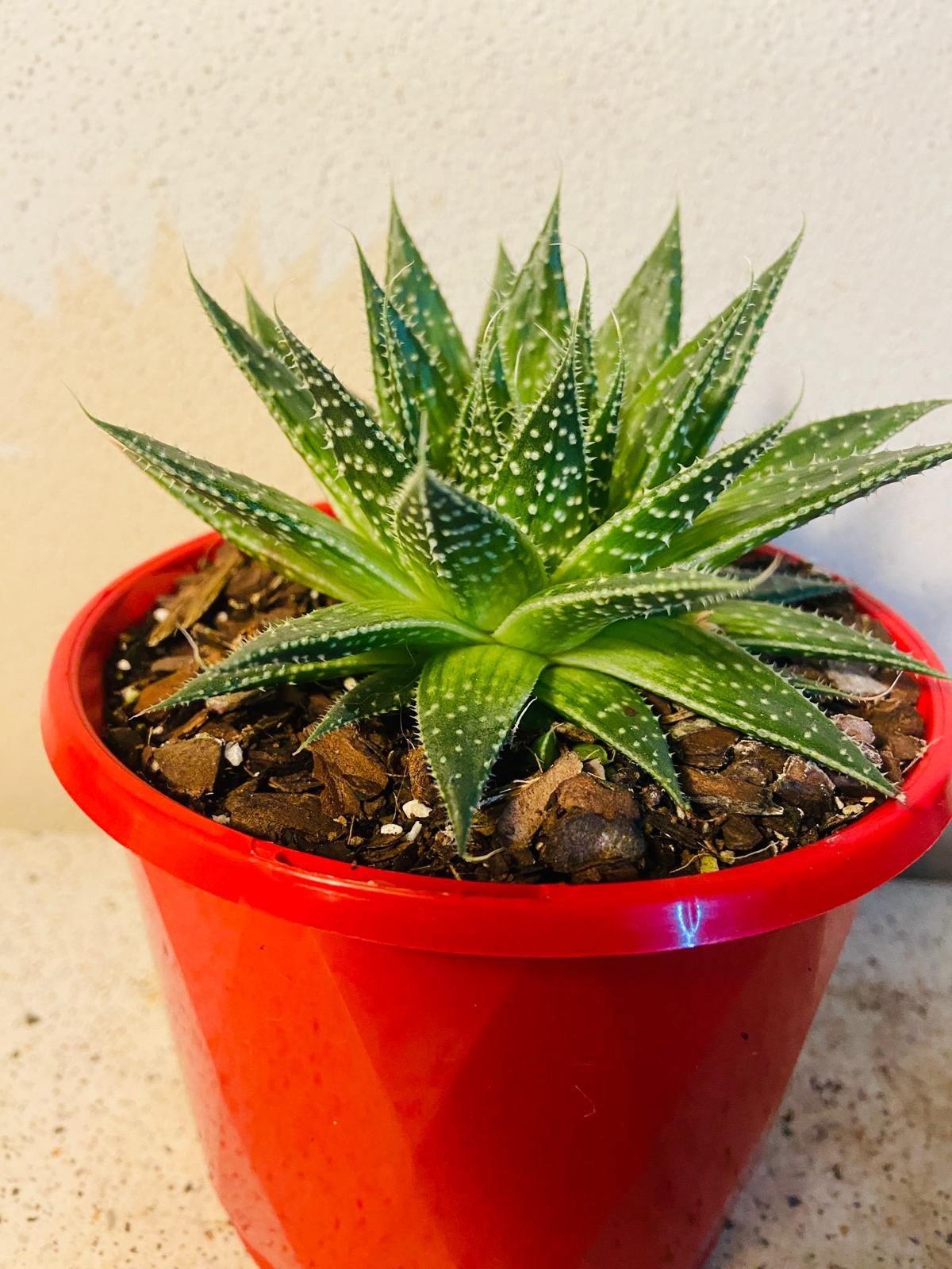 lace aloe succulents Lace Aloe (Aloe aristata)