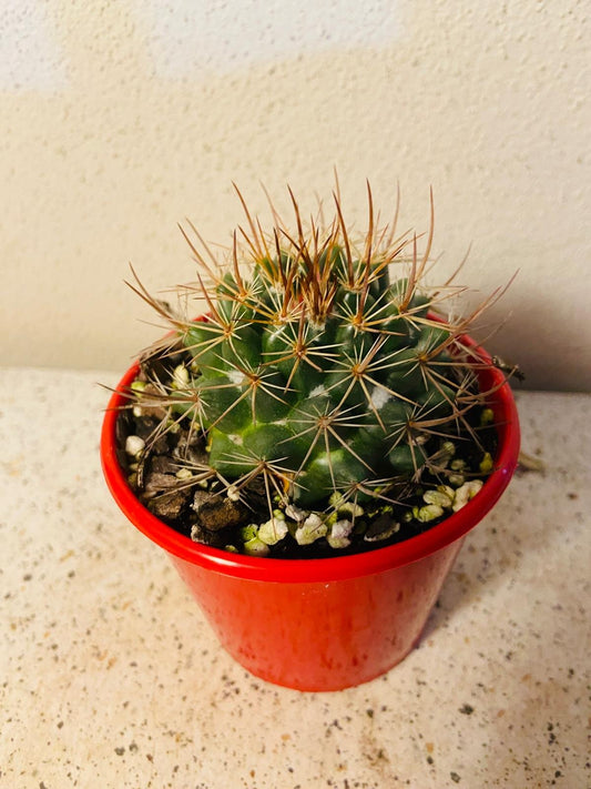 Cacti - Pincushion Cactus Johnstonii