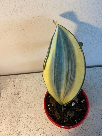 sansevieria masoniana variegated white Buy Sansevieria masoniana Variegated 'Whalefin' Plant