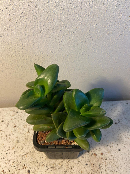 Crassula cv Talasman