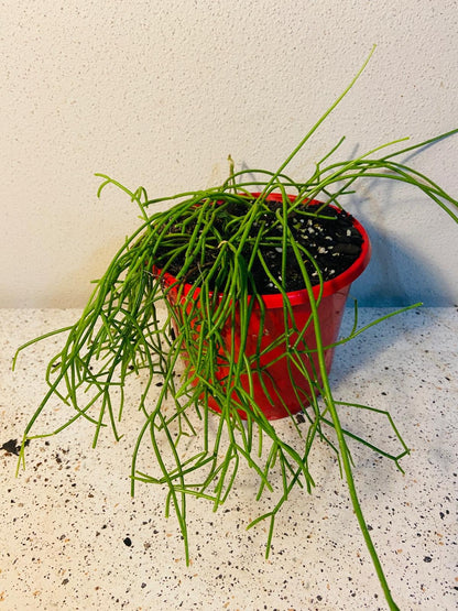 rhipsalis pencil cactus Buy Rhipsalis Cassutha