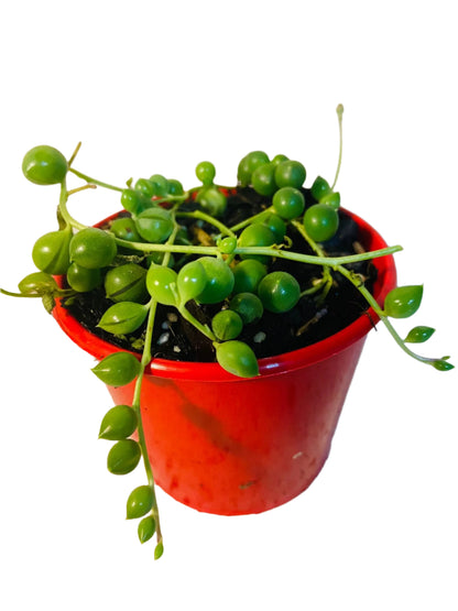 Top Picks Buster Pack