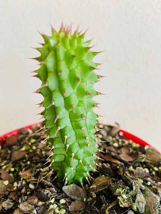 Hoodia Gordonii-130mm- A Rare Desert Jewel with Sculptural Allure