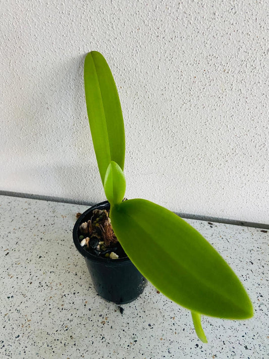 Phal.Summer Rose 'Blue Star'  50mm