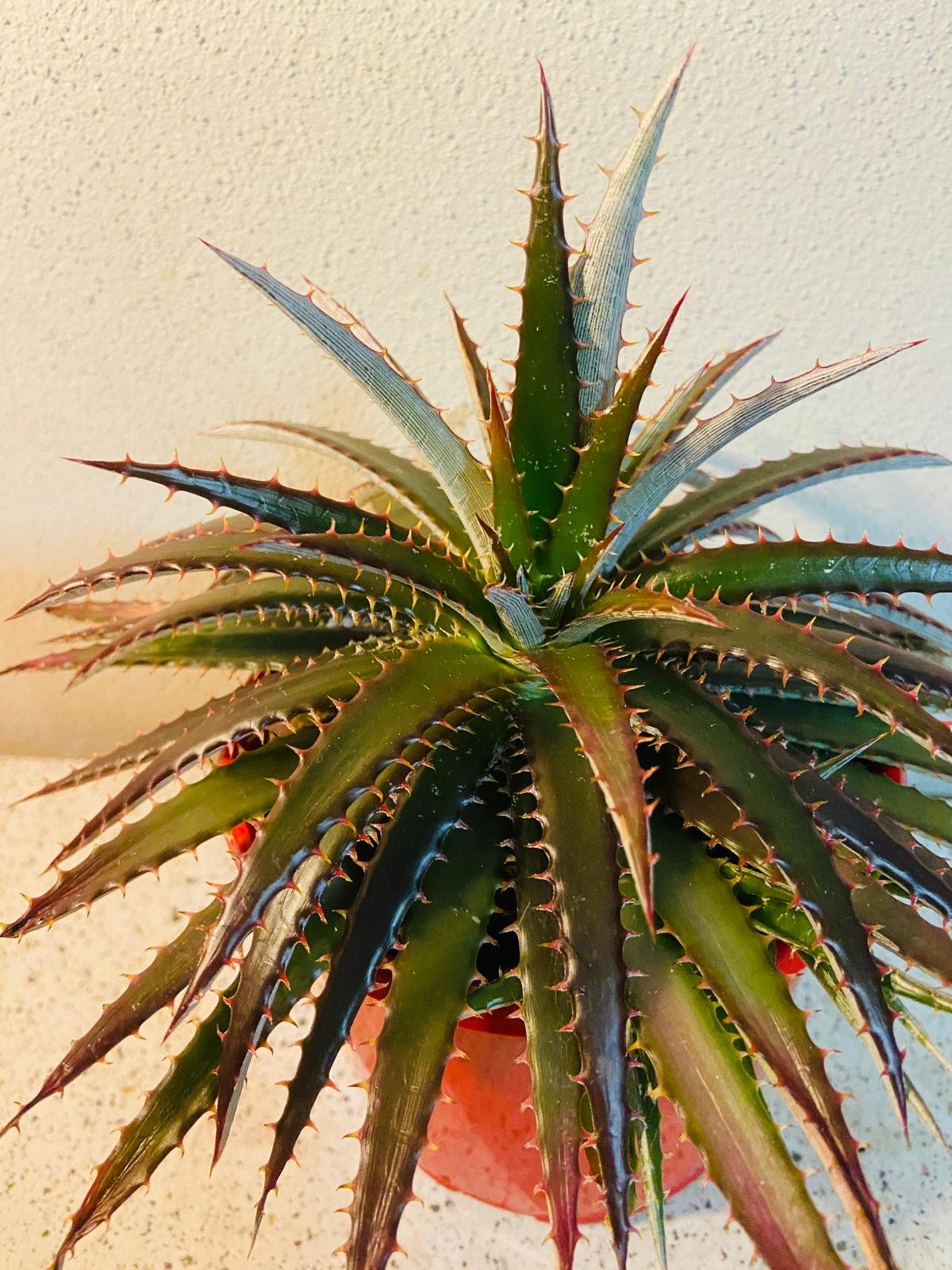 spiky succulent looks like aloe Buy Dyckia #7