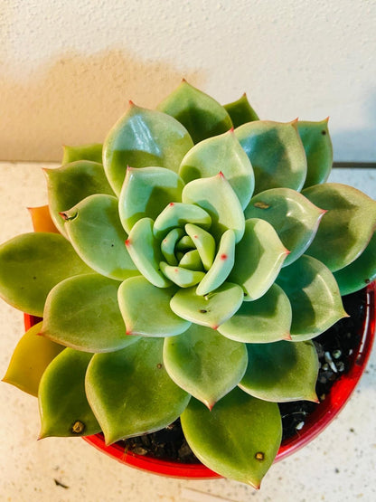 champagne succulent Echeveria Champagne Green Red 130mm