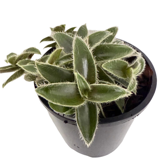 Cyanotis Somaliensis – Kitten Ears | 100mm