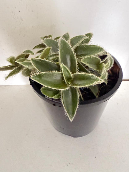 kitten ears succulent Buy Cyanotis somaliensis Kitten Ears