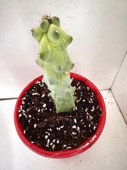 Myrtillocactus geometrizans fukurokuryuzinboku – Blue Boobs Cactus 130mm