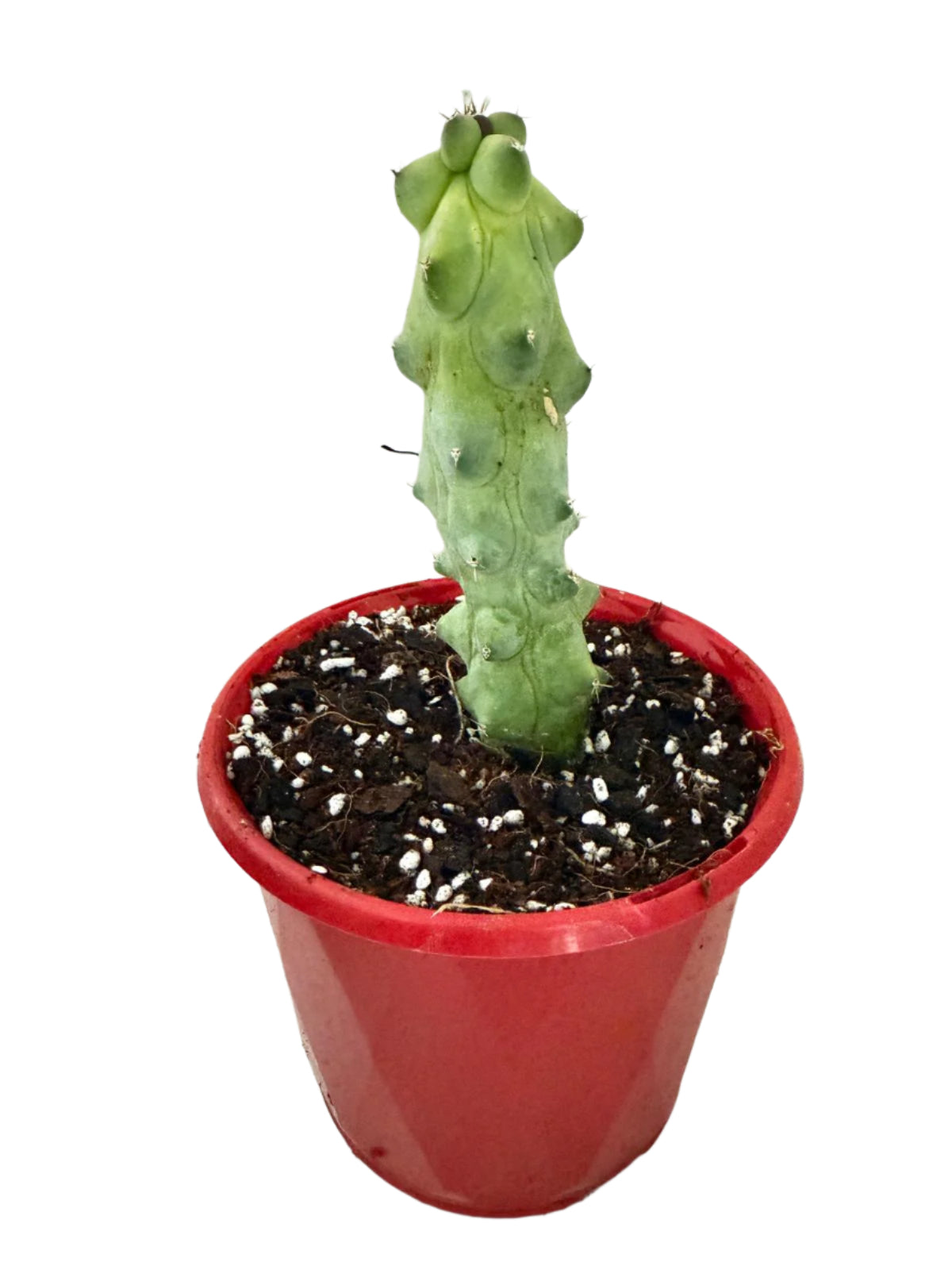 Myrtillocactus geometrizans fukurokuryuzinboku – Blue Boobs Cactus 130mm