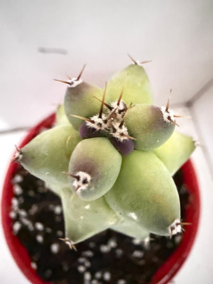 Myrtillocactus geometrizans fukurokuryuzinboku – Blue Boobs Cactus 130mm