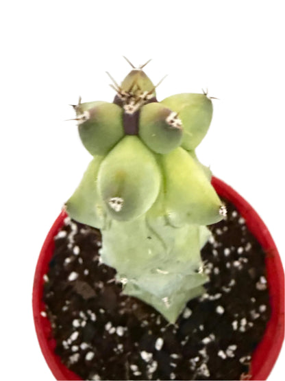 Myrtillocactus geometrizans fukurokuryuzinboku – Blue Boobs Cactus 130mm