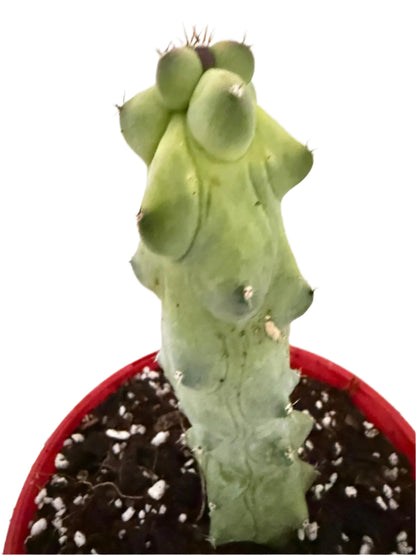 Myrtillocactus geometrizans fukurokuryuzinboku – Blue Boobs Cactus 130mm