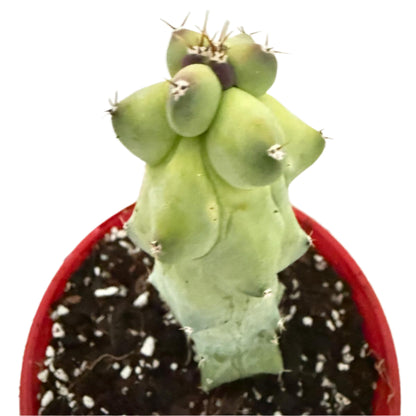 Myrtillocactus geometrizans fukurokuryuzinboku – Blue Boobs Cactus 130mm