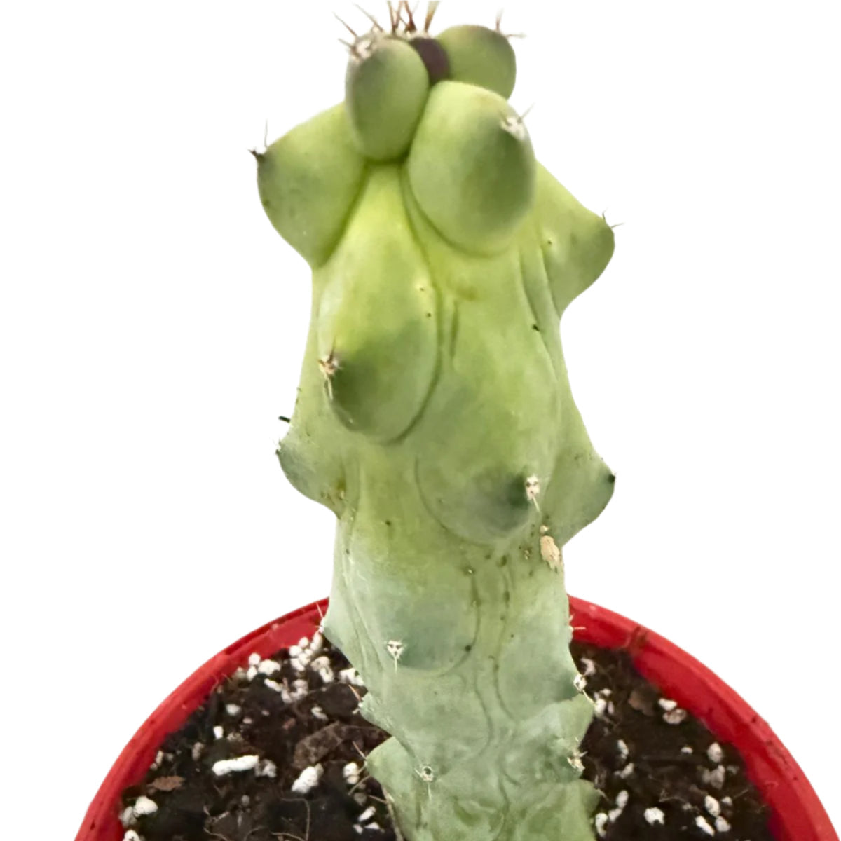 Myrtillocactus geometrizans fukurokuryuzinboku – Blue Boobs Cactus 130mm