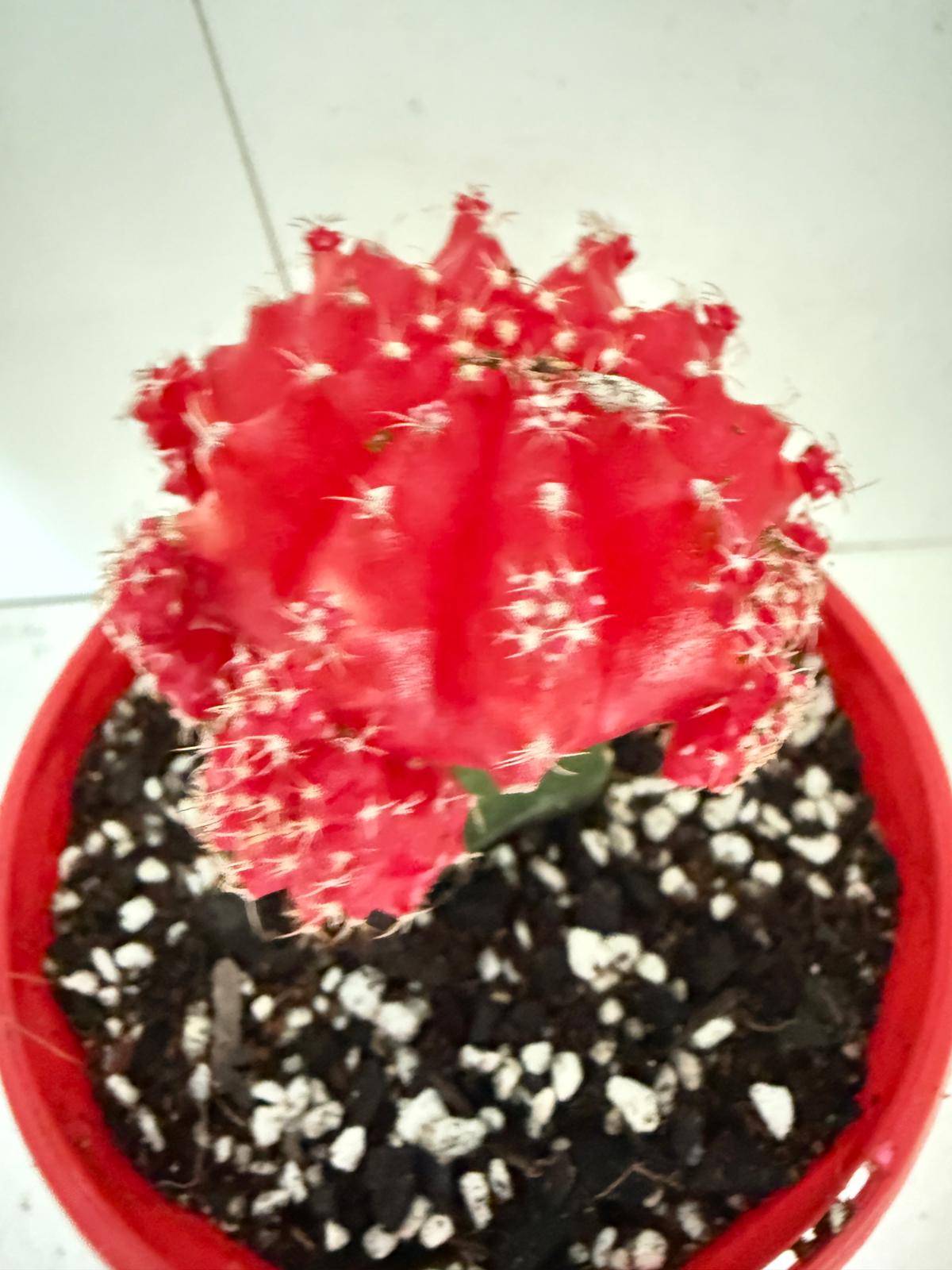 Cacti - Grafted Cactus Deep red  130mm