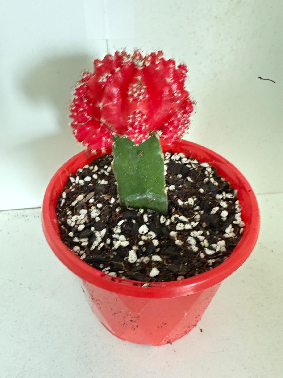 Cacti - Grafted Cactus Deep red  130mm