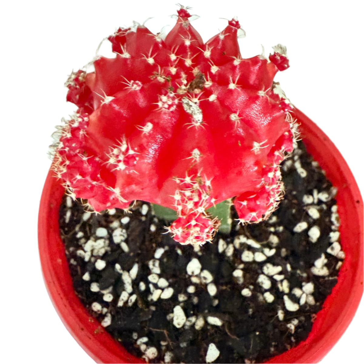 Cacti - Grafted Cactus Deep red  130mm