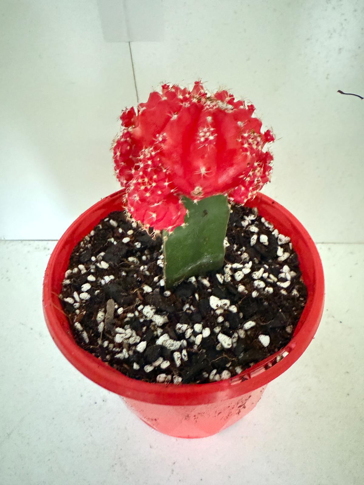 Cacti - Grafted Cactus Deep red  130mm