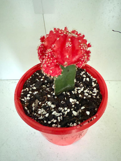 Cacti - Grafted Cactus Deep red  130mm