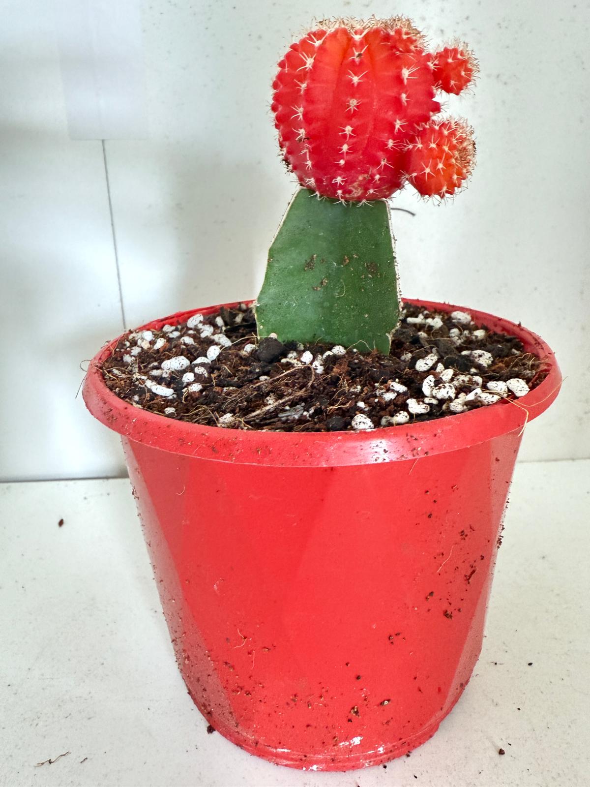 Cacti - Grafted Cactus Orange red 130mm