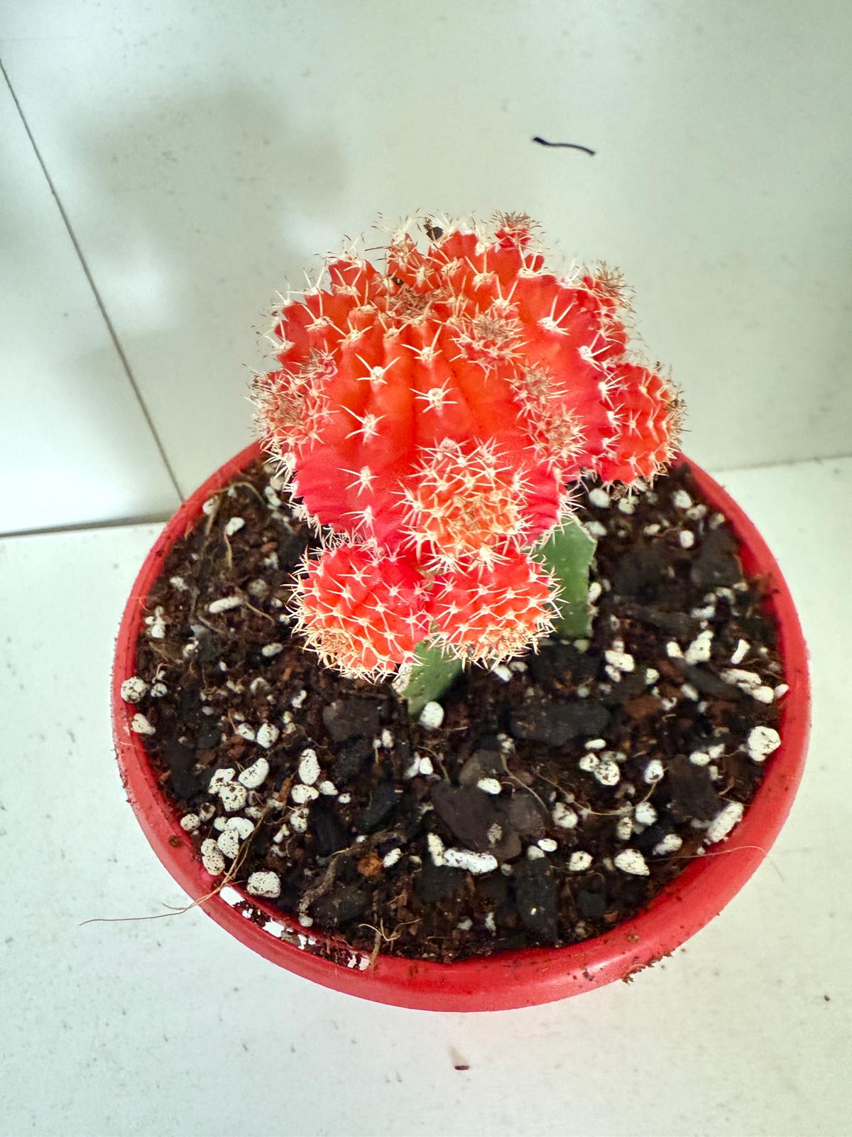 Cacti - Grafted Cactus Orange red 130mm