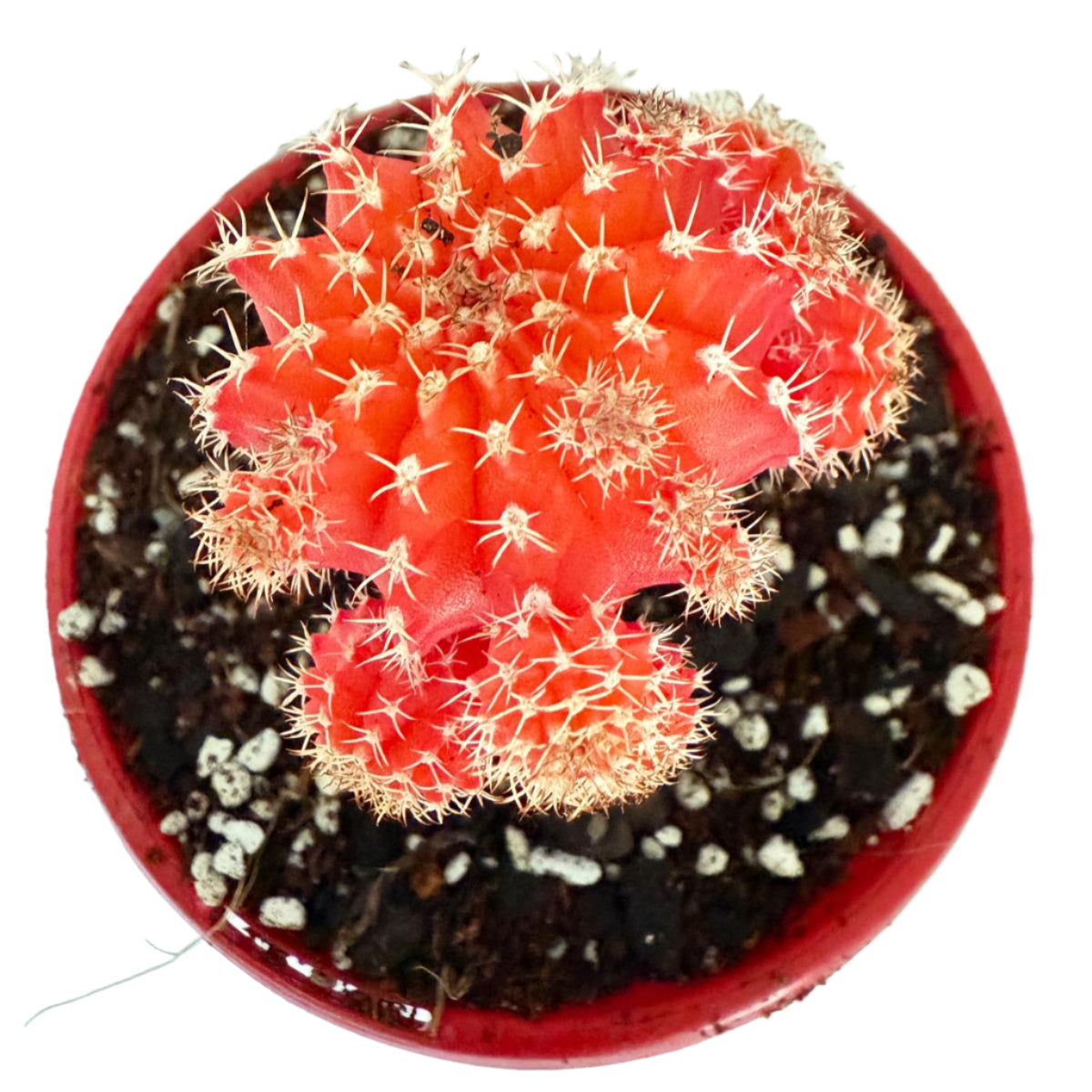 Cacti - Grafted Cactus Orange red 130mm