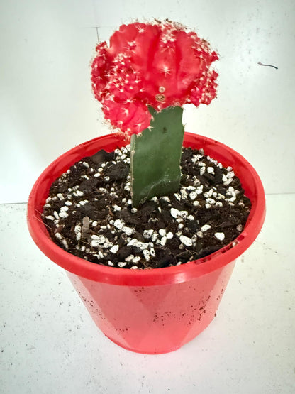Cacti - Grafted Cactus Orange red 130mm