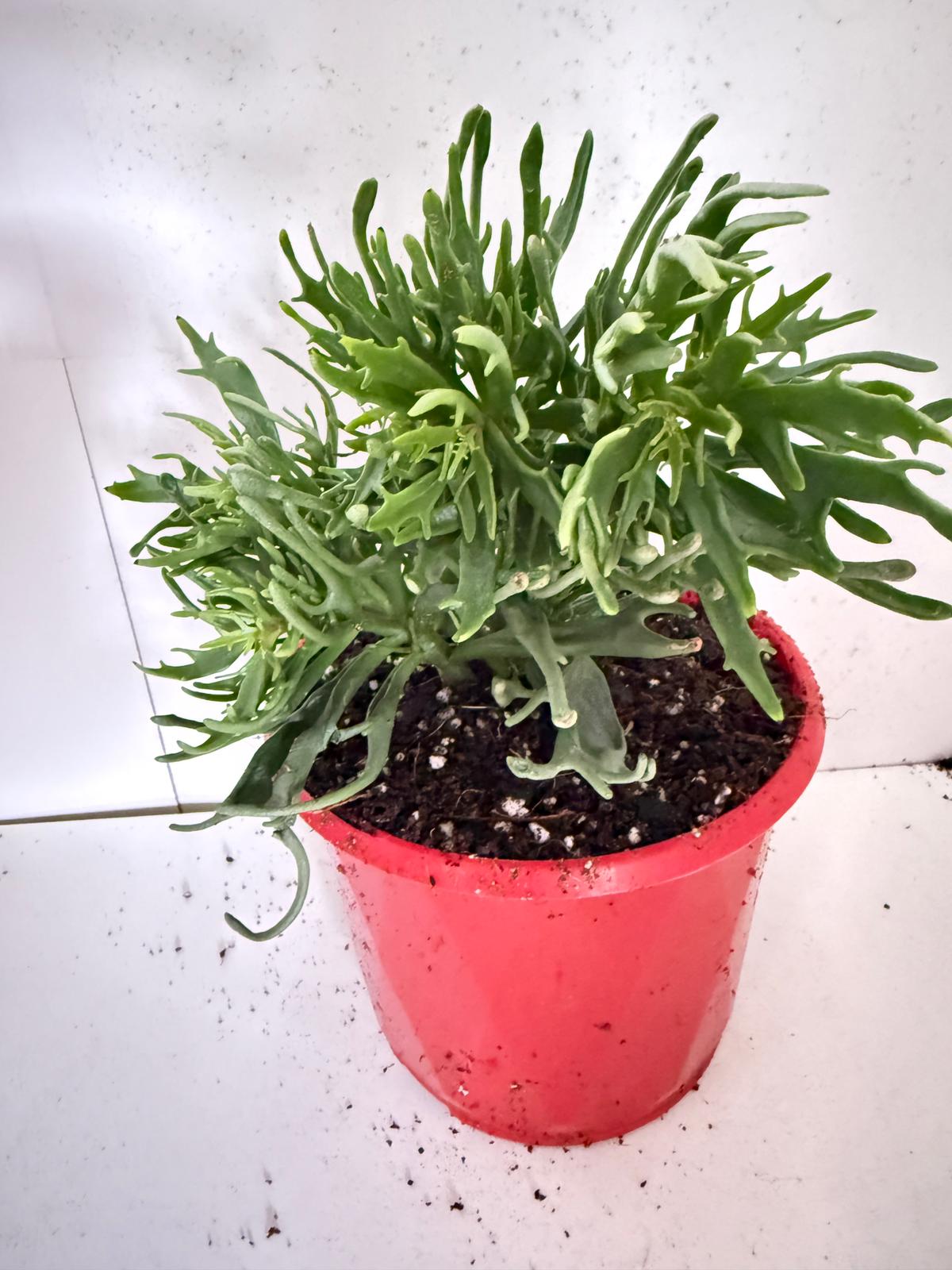 Kalanchoe tarantula 130mm