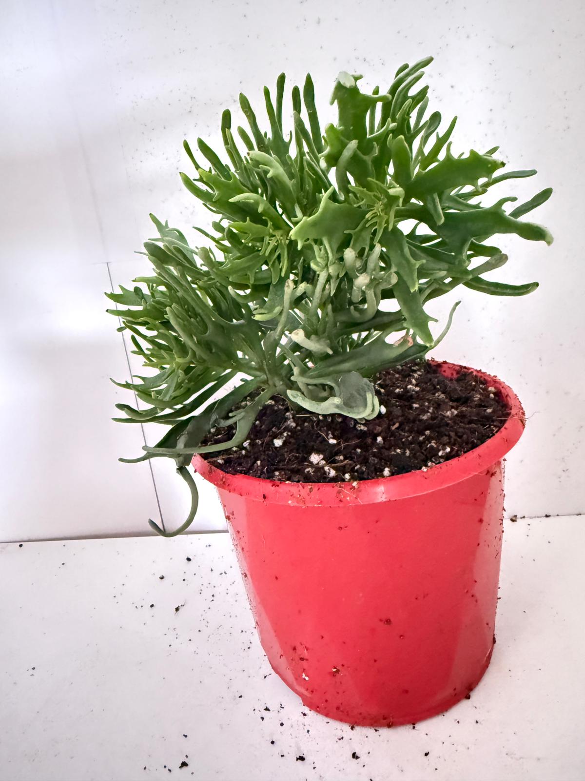 Kalanchoe tarantula 130mm