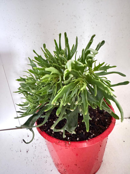 Kalanchoe tarantula 130mm