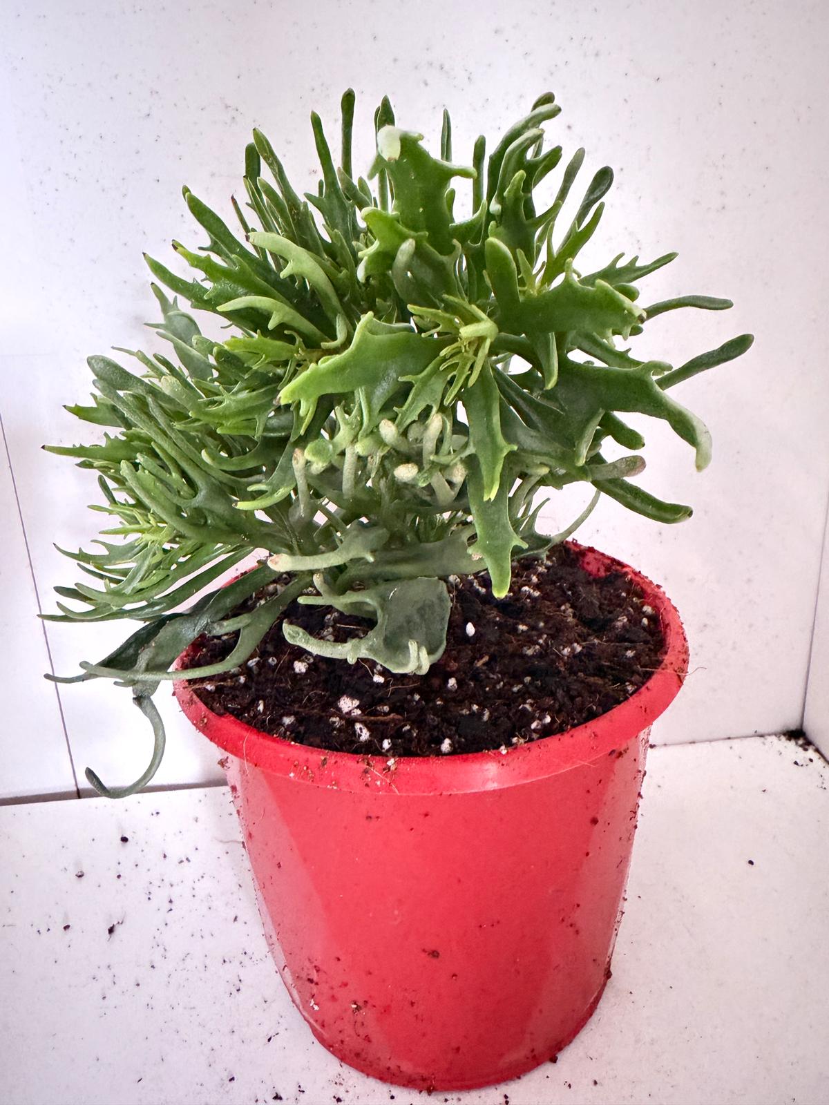 Kalanchoe tarantula 130mm