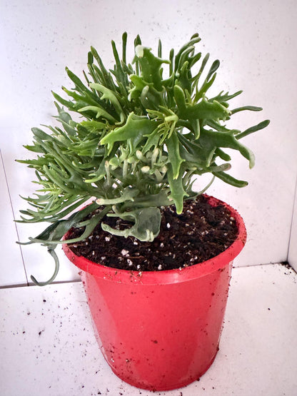 Kalanchoe tarantula 130mm