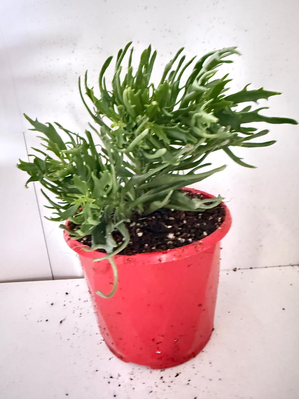 Kalanchoe tarantula 130mm