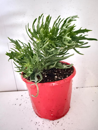 Kalanchoe tarantula 130mm