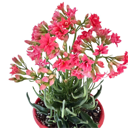 Kalanchoe tarantula 130mm