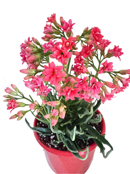 Kalanchoe tarantula 130mm