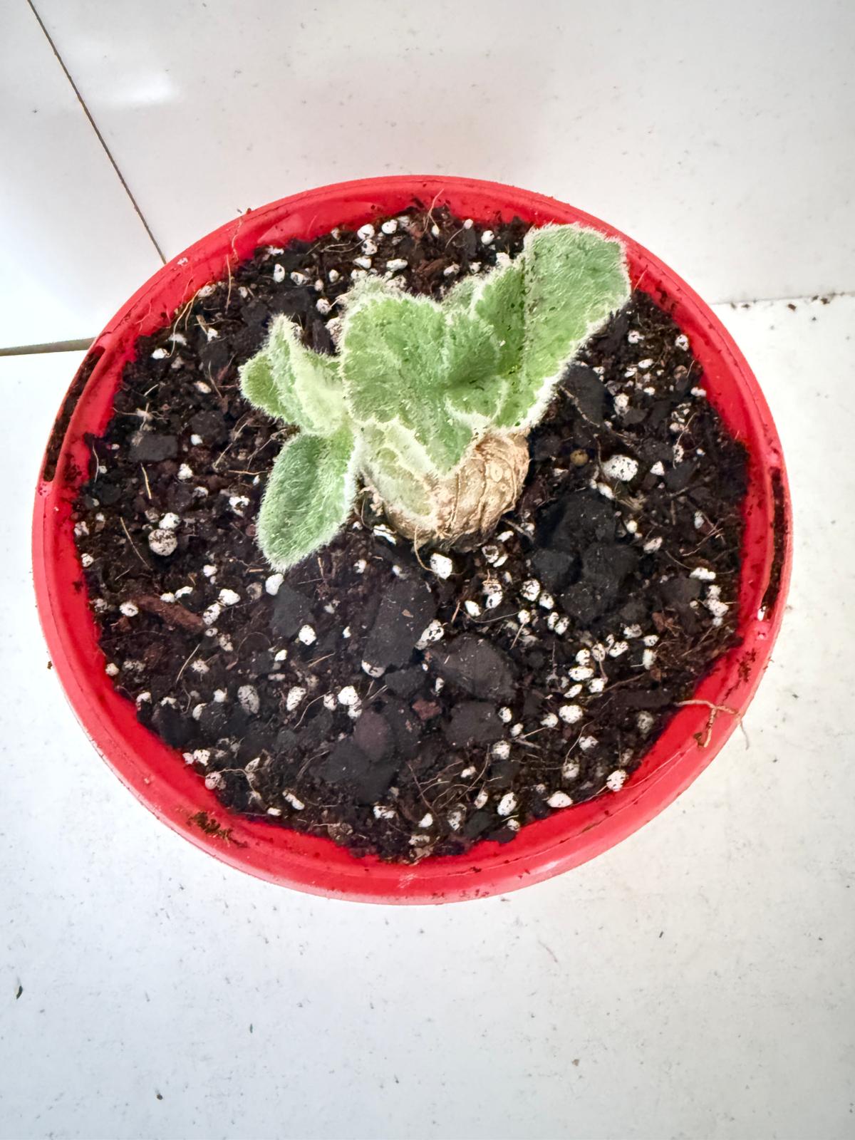 Crushed Velvet Hybrid (Leucotrica x Bullata) 130mm