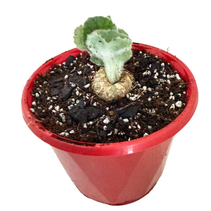 Crushed Velvet Hybrid (Leucotrica x Bullata) 130mm