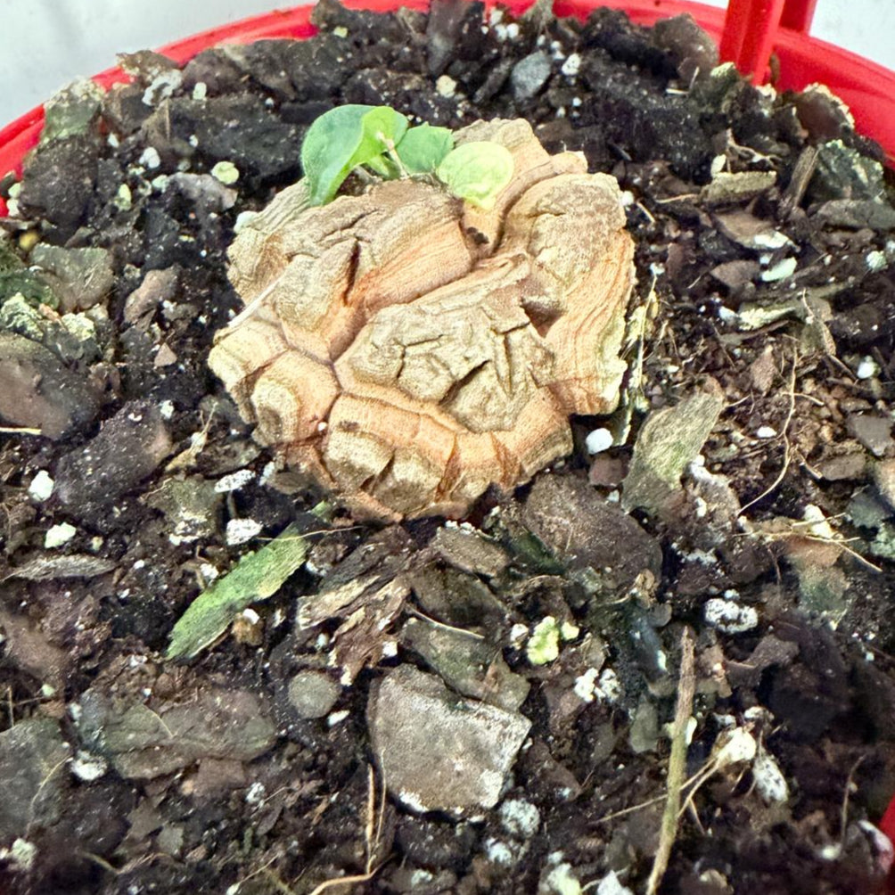 Advanced Elephant Foot  150mm