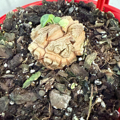 Advanced Elephant Foot  150mm