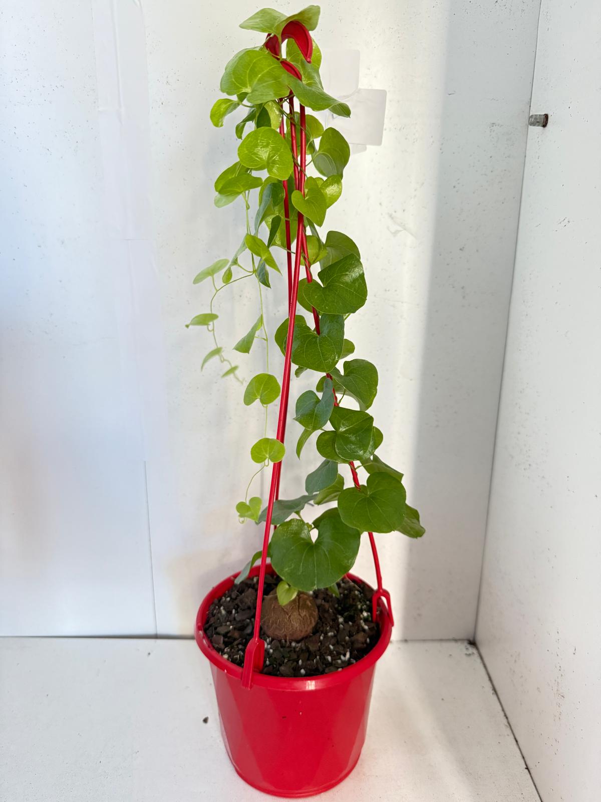 Advanced Elephant Foot  150mm