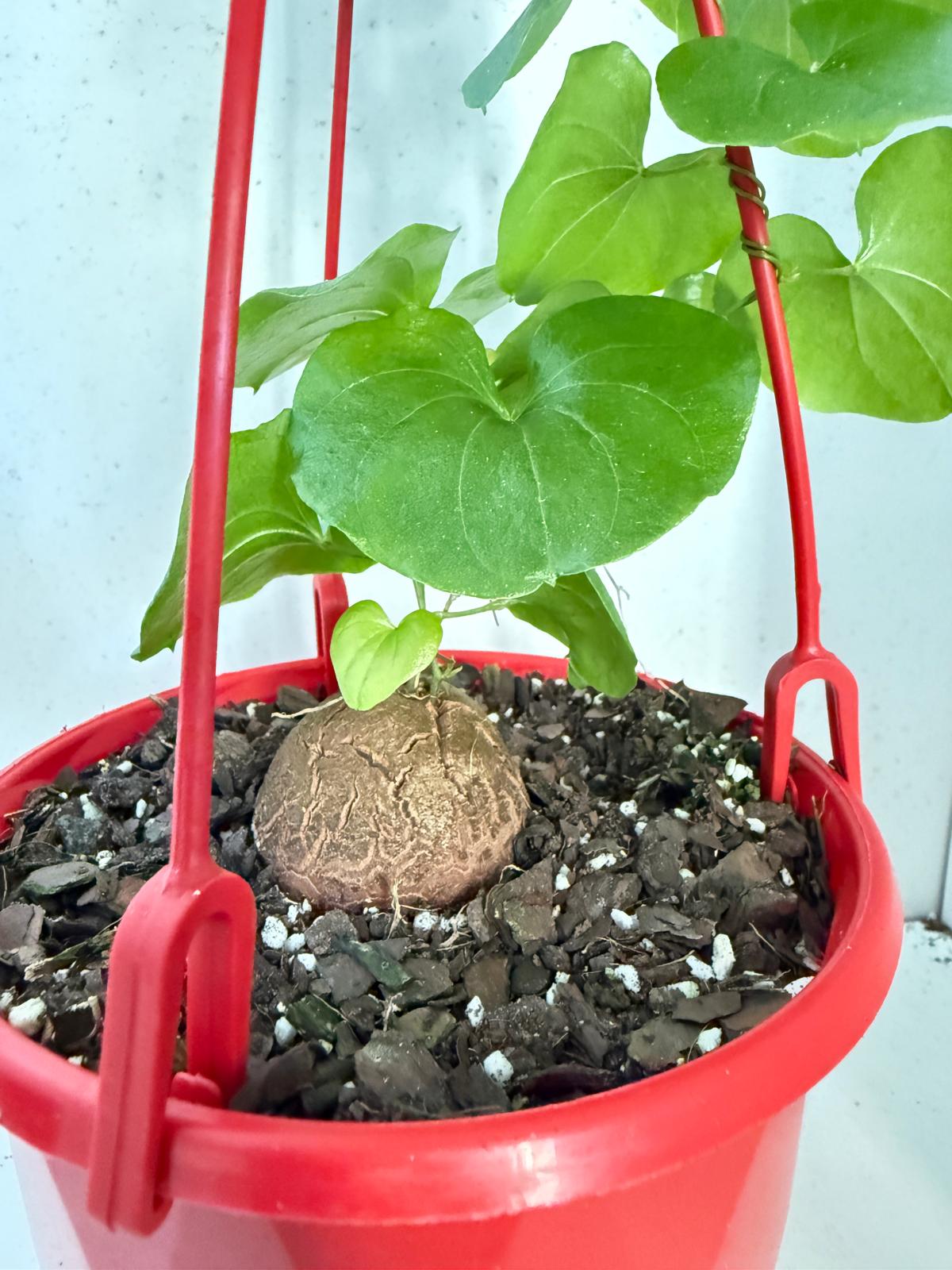 Advanced Elephant Foot  150mm