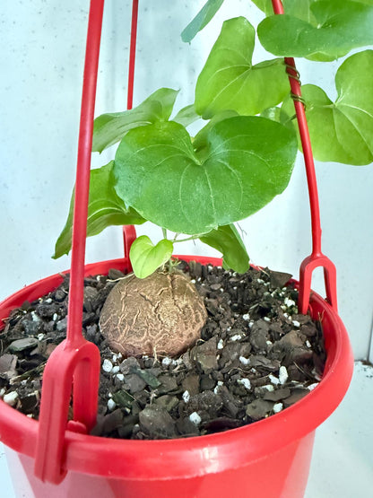 Advanced Elephant Foot  150mm