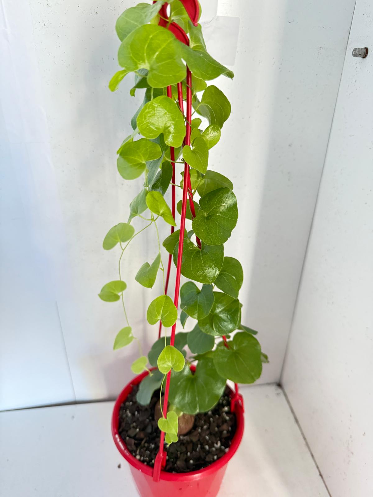 Advanced Elephant Foot  150mm